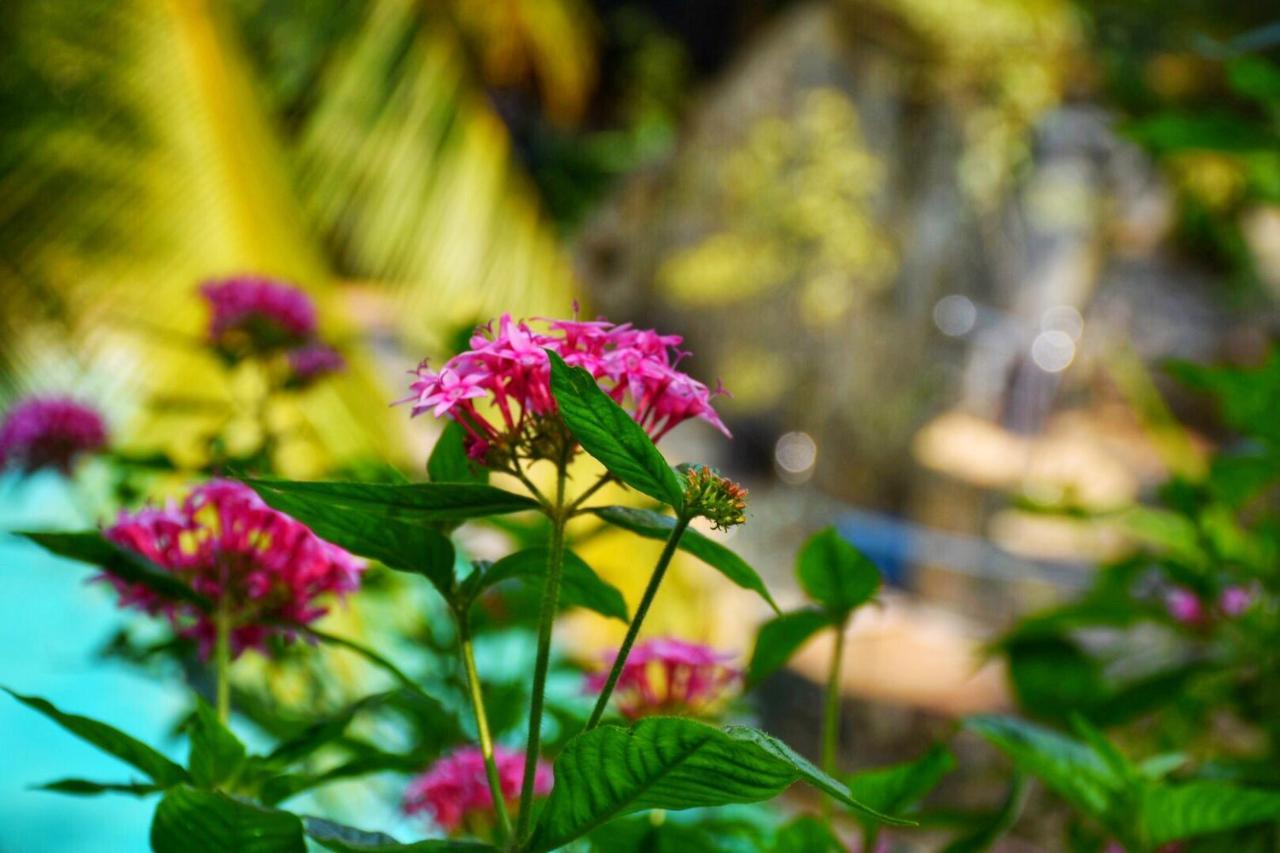 Udf Nature Villa Kandy Buitenkant foto